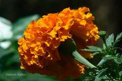 Tagetes erecta